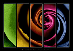 Color_rose_by_Finvara.jpg